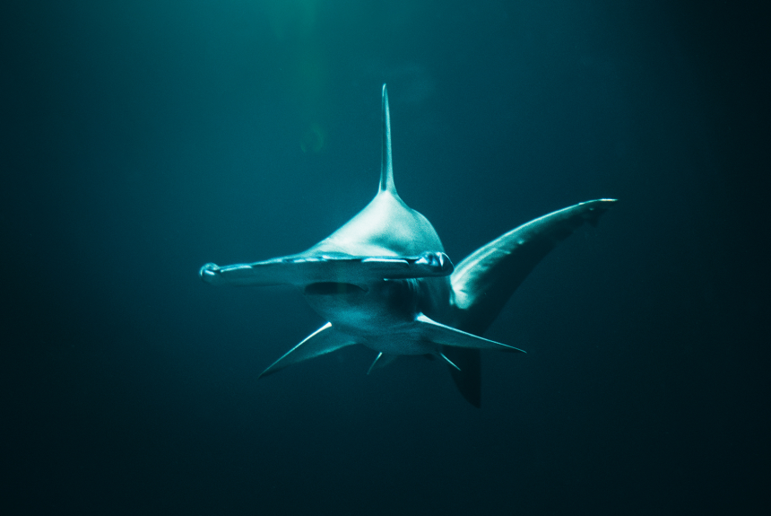 hammerhead shark swimming