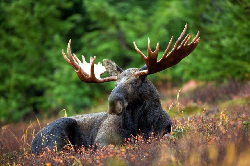 moose in a field