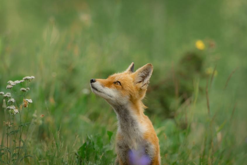 Fox in a field