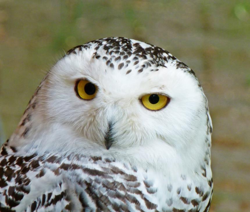 Snowy owl