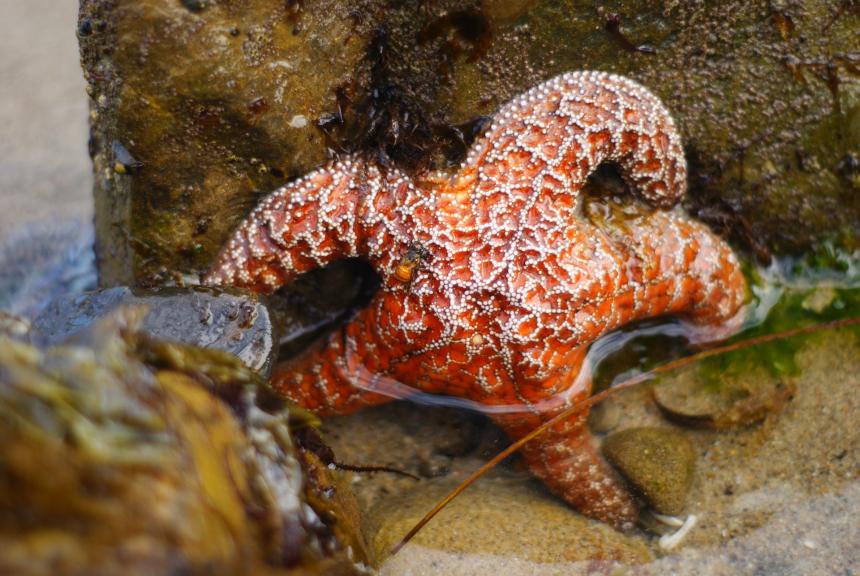 Starfish