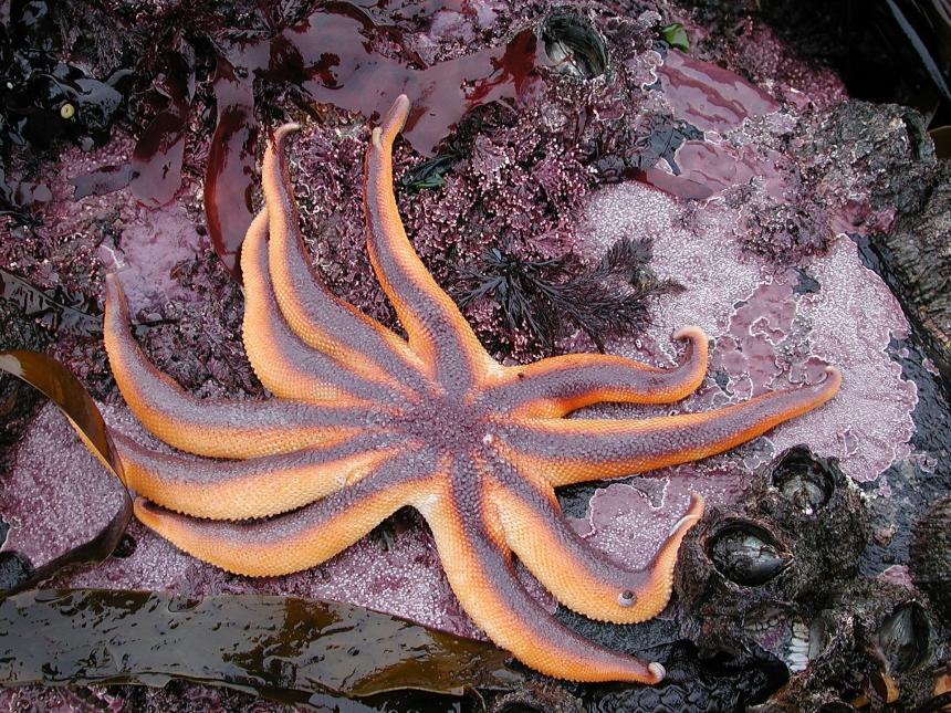 Sun starfish