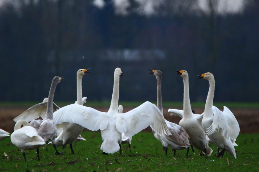 Swans