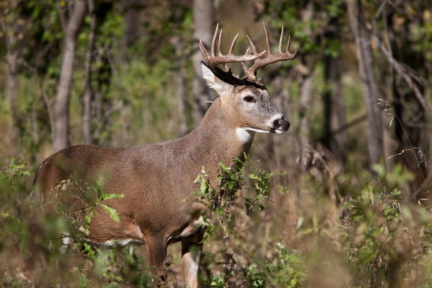 White tail deer