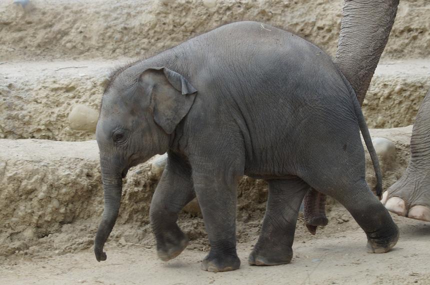 Young Elephant