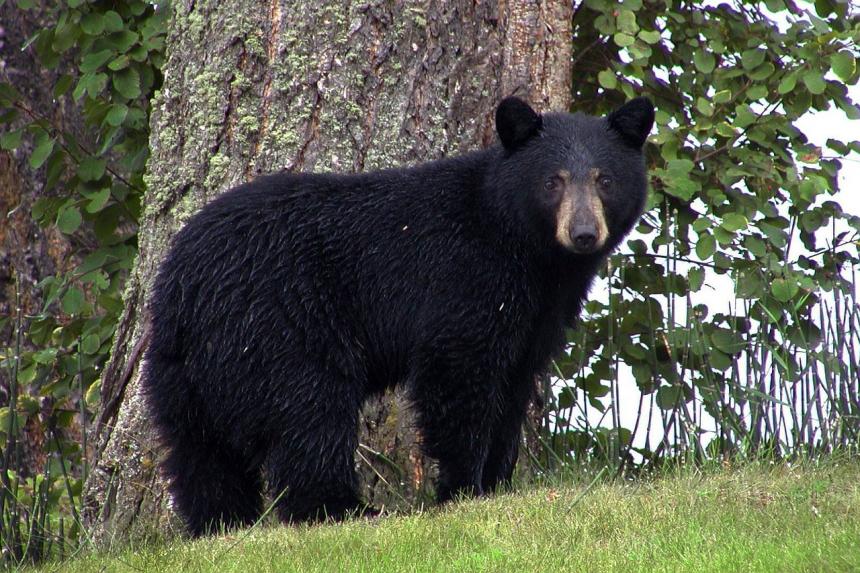 A healthy Black bear standing in front of a tree looking at the camera