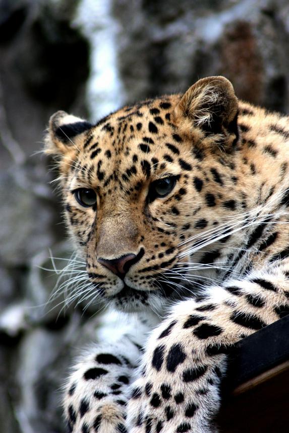 Close-up portrait of a leopard