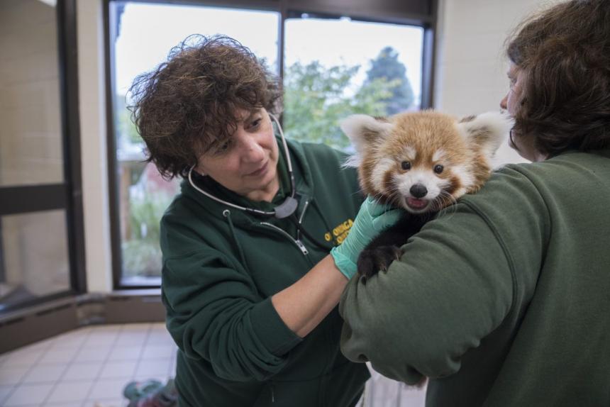 Dr. Noha Abou-Madi examines a Red panda at the Syracuse Zoo
