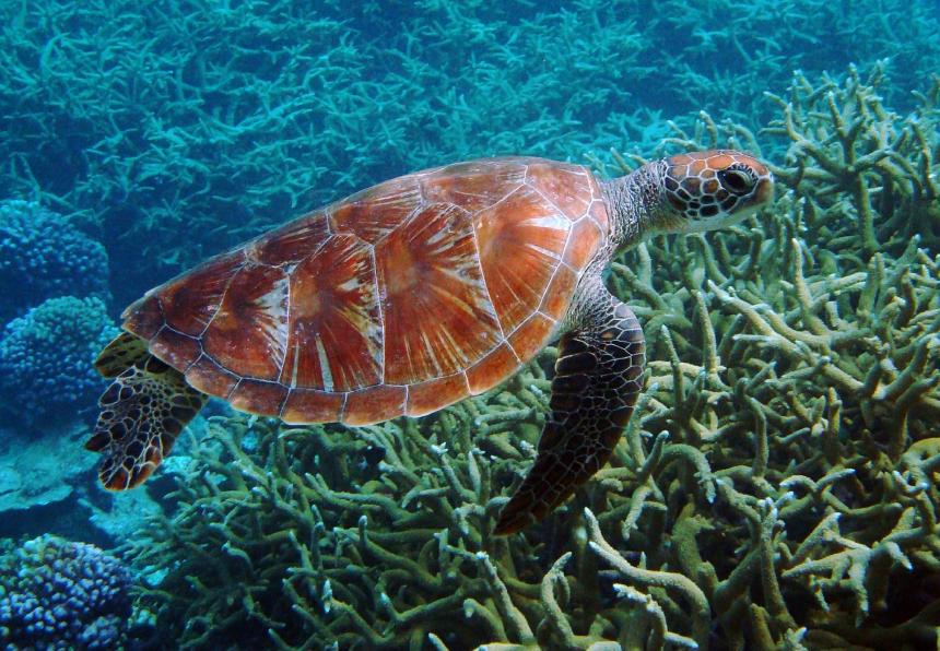 A sea turtle shown swimming above a coral reef