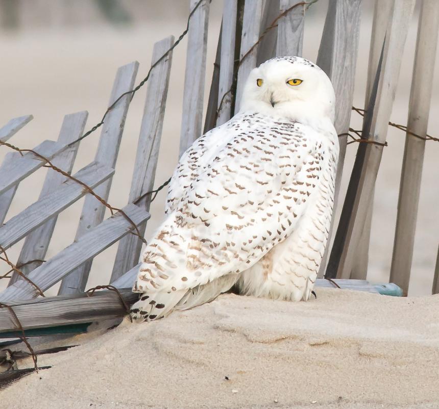 A Snowy Owl rests alongside a beach fence during a winter irruption event on Long Island, New York