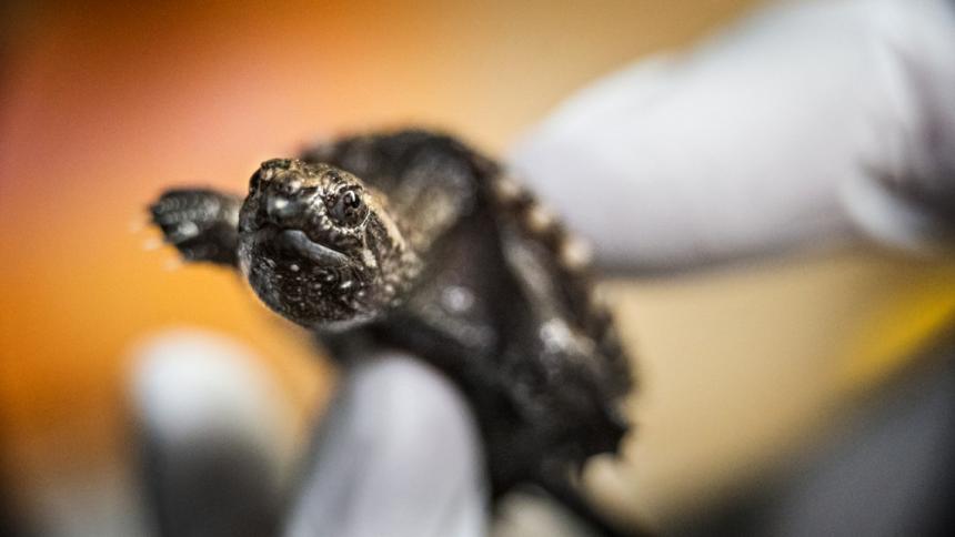 A baby turtle is examined before releasing into the wild