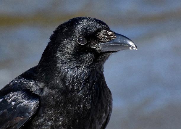Close-up of a healthy American Crow