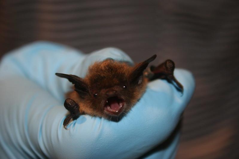 A small bat shown being gently held in hand