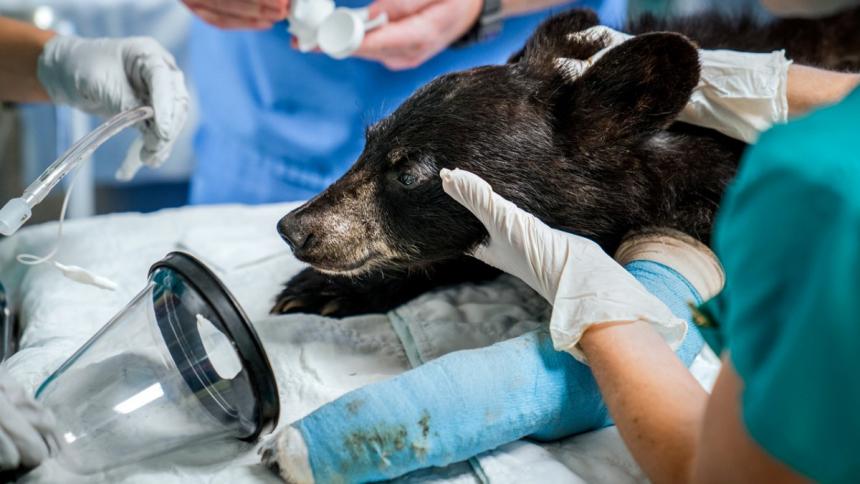 An injured Black bear cub shown with a cast on it's foreleg and being treated at Cornell