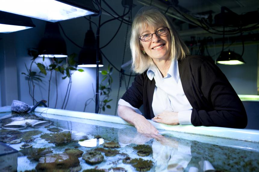 Drew Harvell shown with marine organisms in a holding tank