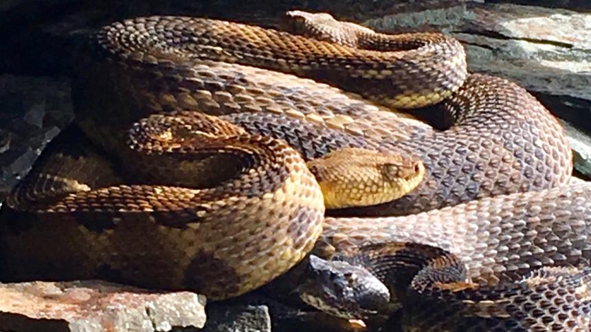 A Timber rattlesnake shown on a rocky substrate