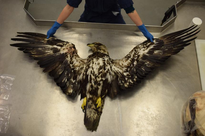 A juvenile bald eagle shown on an exam table for a necropsy to begin