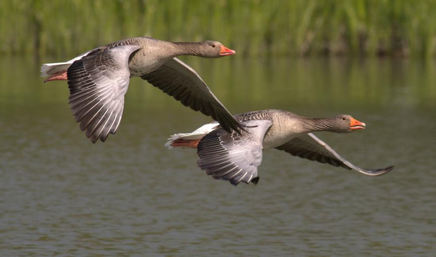 Two Gray geese in flight over water