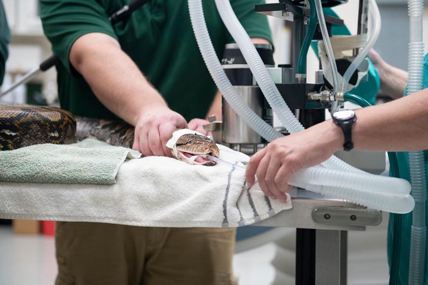 A Reticulated Python shown on the operating table at Cornell