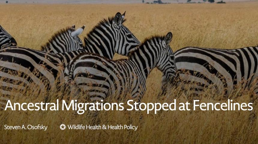 A herd of Zebra on the African plain with text overlay stating "Ancestral Migrations Stopped at Fencelines"