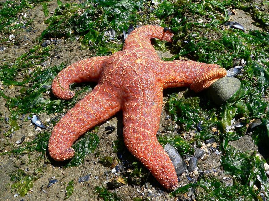 A healthy sea star shown on a sandy substrate with green algae