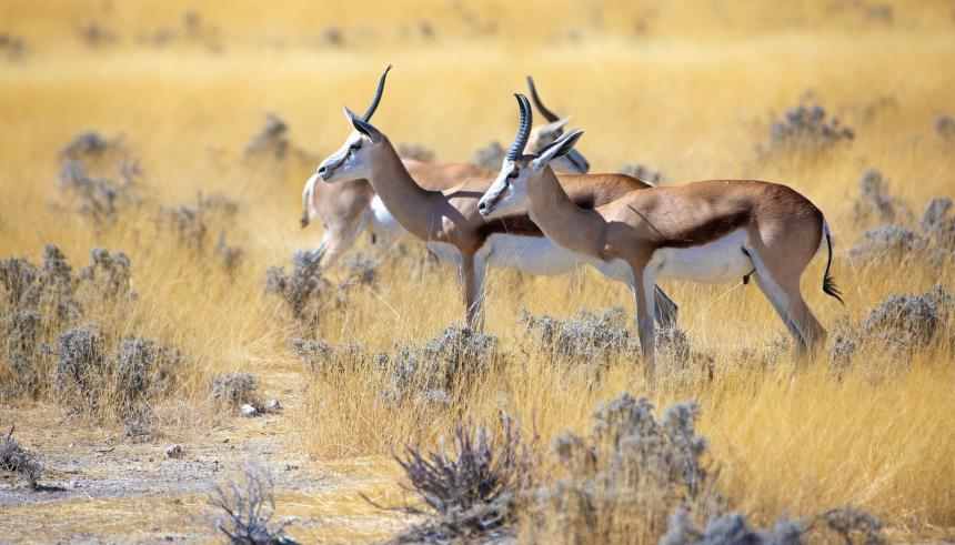 A small herd of Sprinbok antelope on the African plain