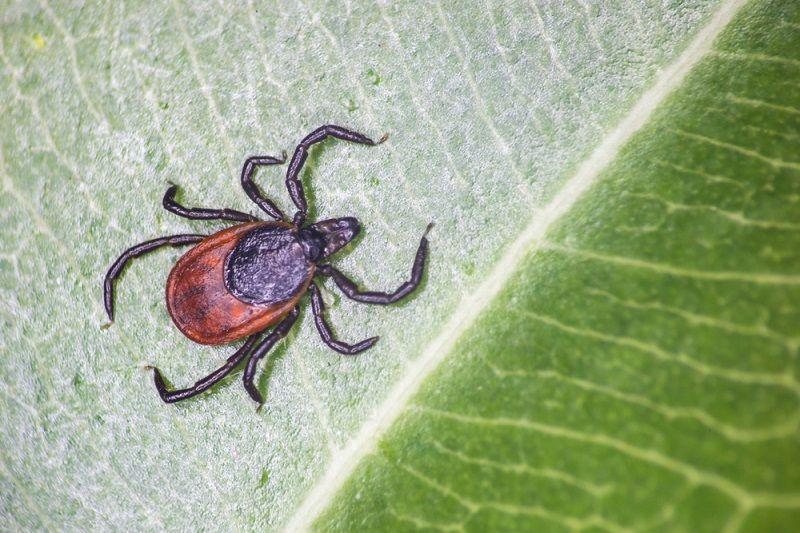 A taiga tick shown on a leaf