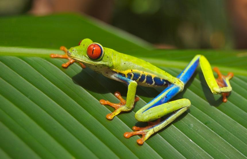 A brightly colored tree frog shown on a green leaf