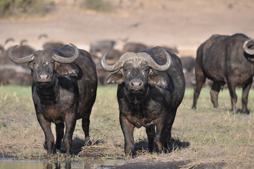 A herd of wildebeest shown coming towards the viewer