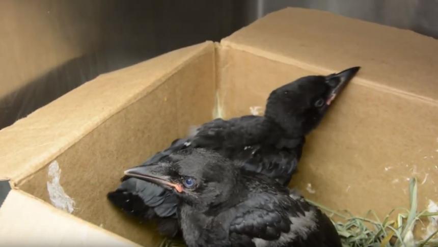 Baby crows in box