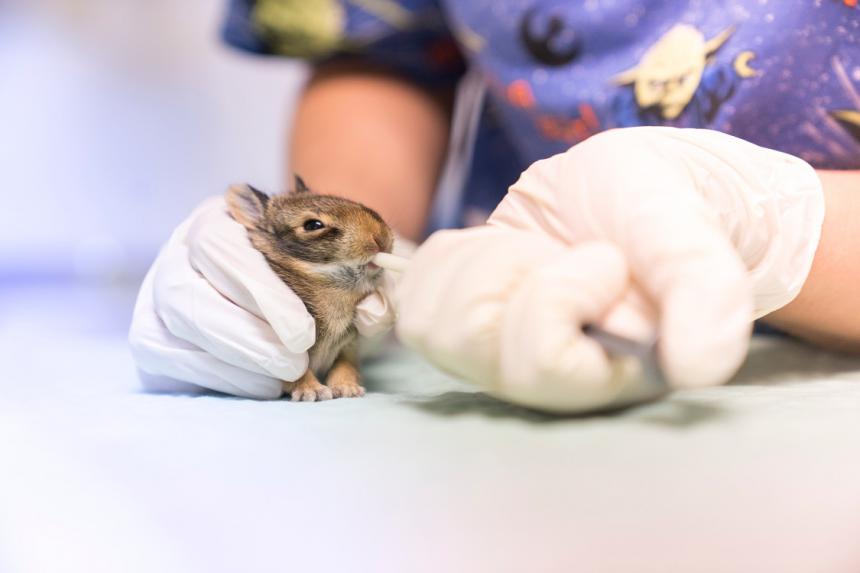 Animal receiving care in hospital