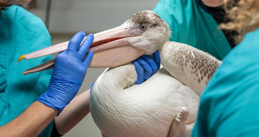 One-eyed pelican on hospital table being treated