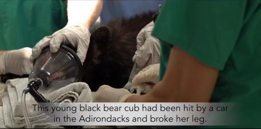 A Black Bear cub shown on the operating table at Cornell