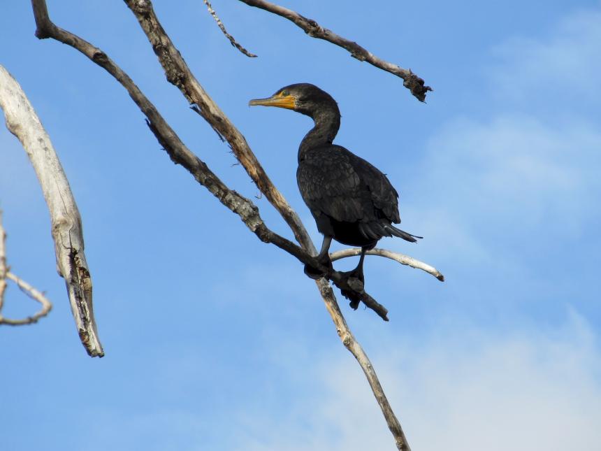 A Double-Crested Cormorant seen perched in a tree