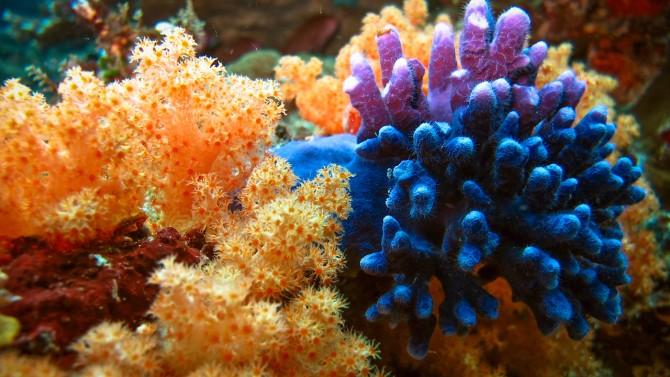 A beautiful underwater image of colorful, healthy coral