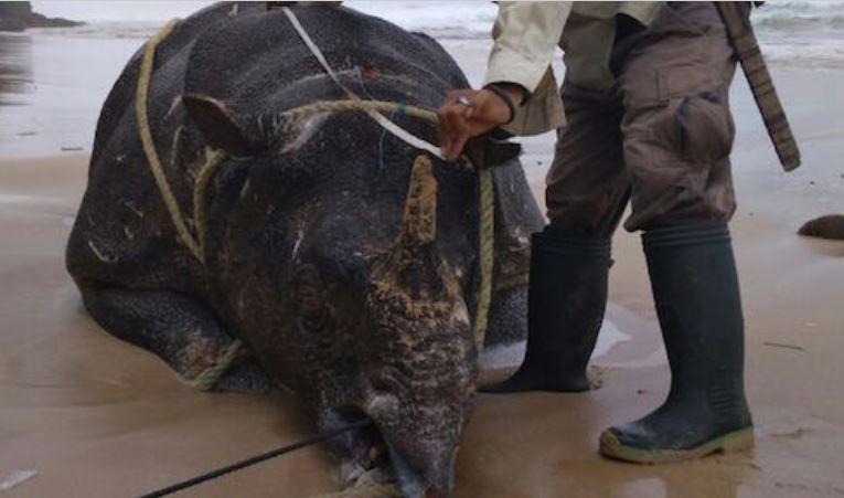 Javan rhino found on beach