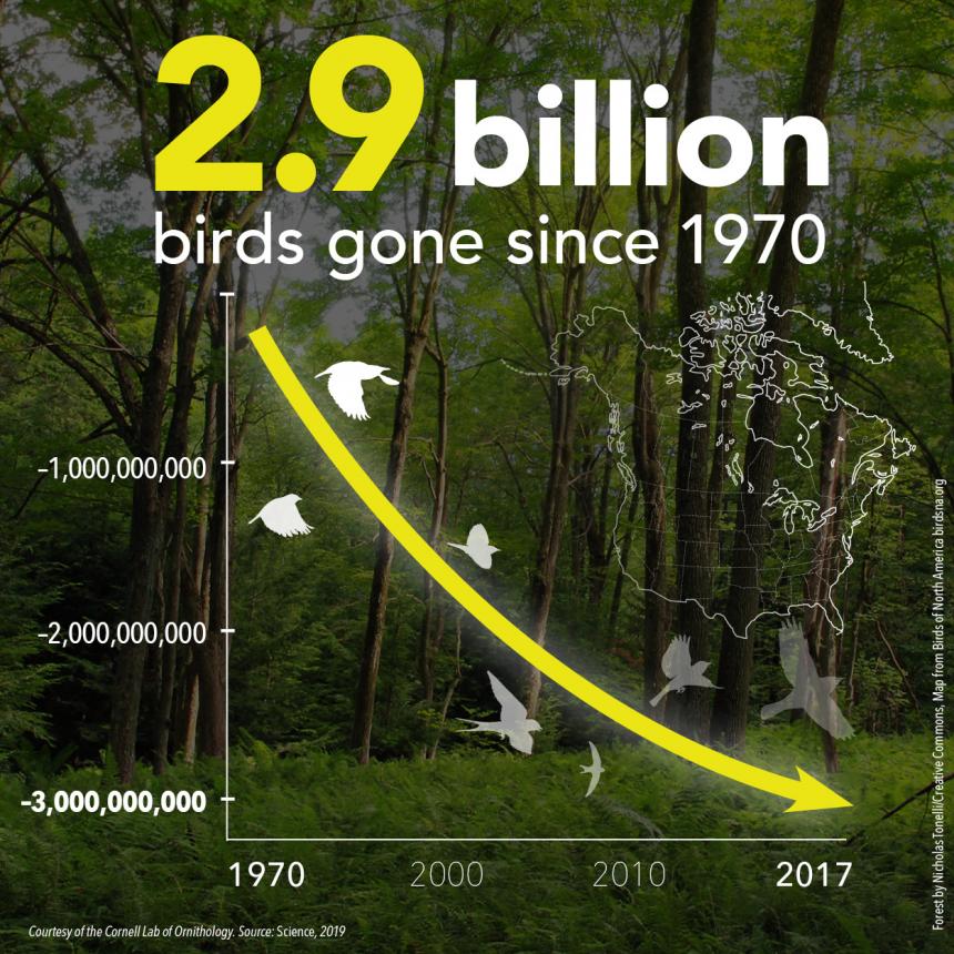 A graphical representation of the loss of birds in the U.S. and Canada since 1970