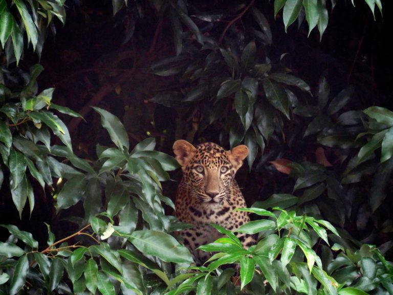 Leopard in forest