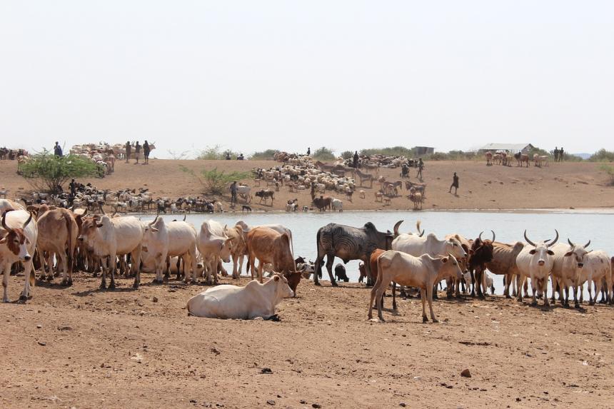 Cattle in Africa