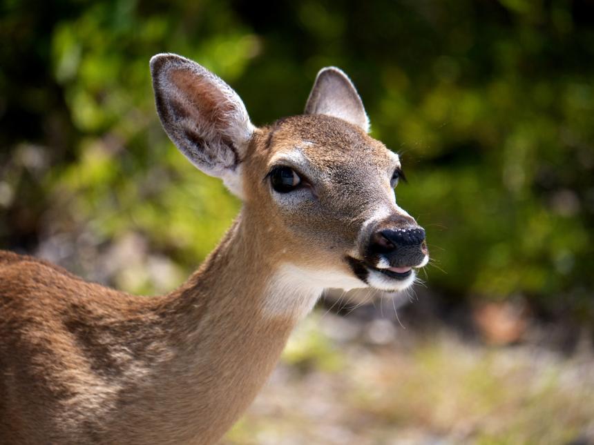 White-tailed deer