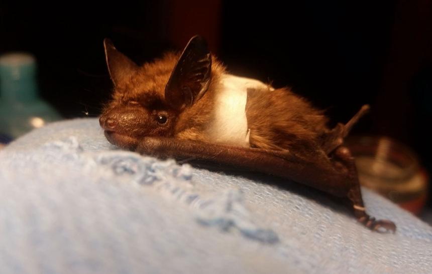 A Big brown bat with her wing wrapped to stabilize a wing injury