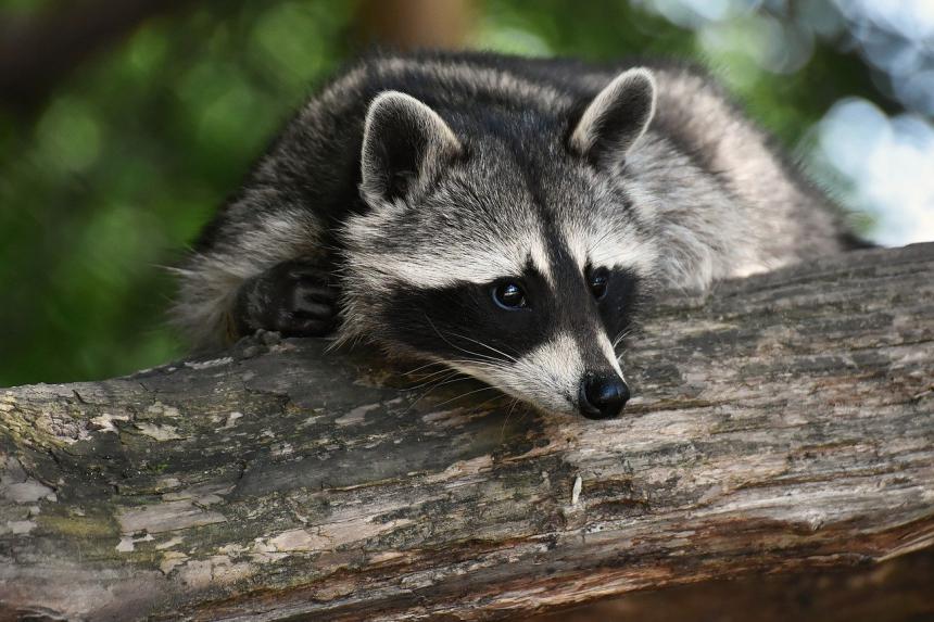 Raccoon on a tree