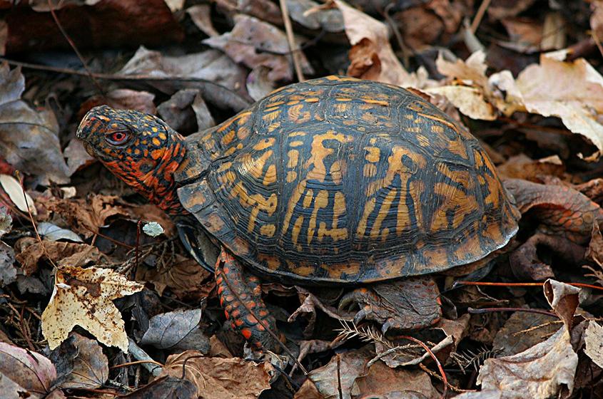 Eastern box turtle