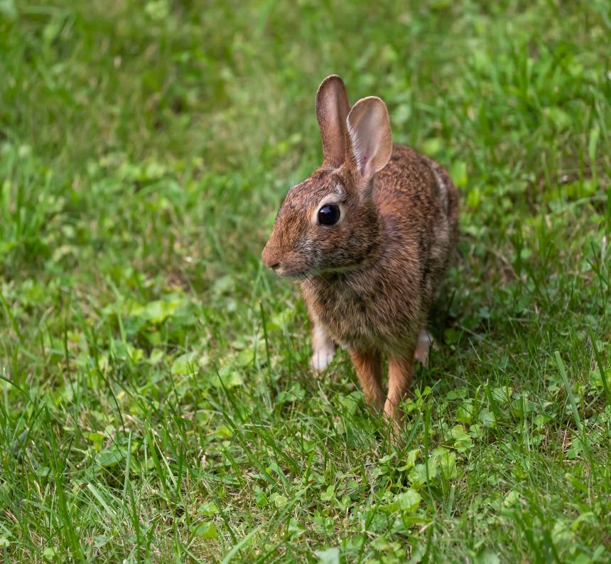 Cottontail rabbit shown walking on green grass