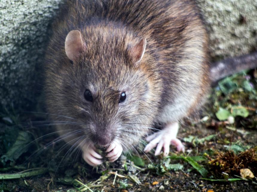 Close-up view of a Norway rat