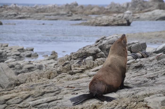 New Zealand fur seal on the South Island of New Zealand