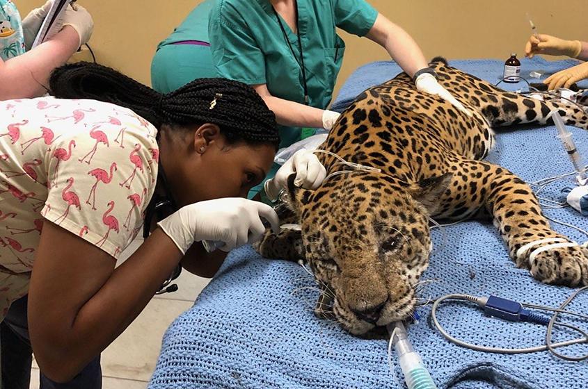 Laci Taylor examines an anesthetized jaguar prior to a procedure