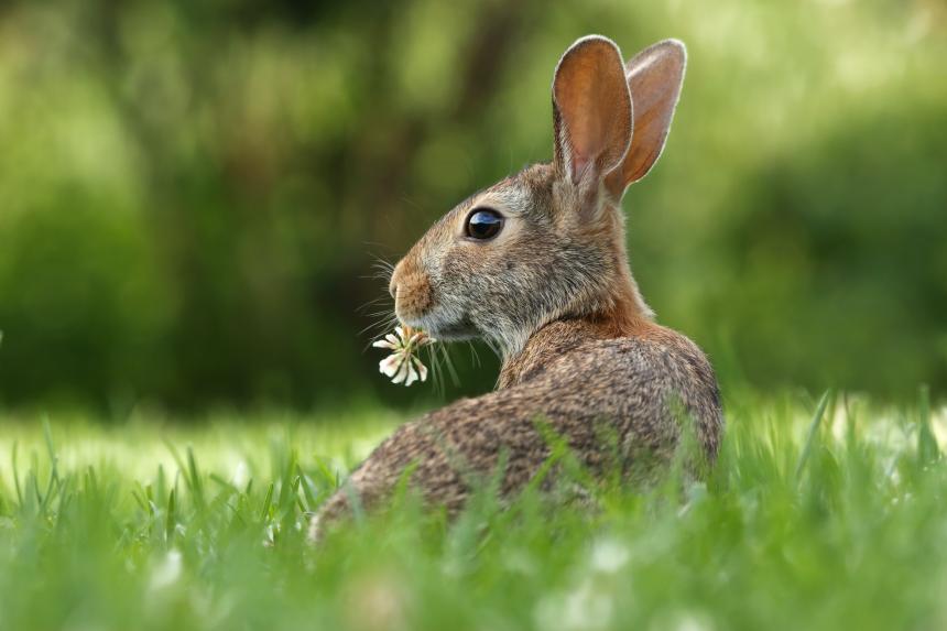 Cottontail rabbit in a field with flower in its mouth