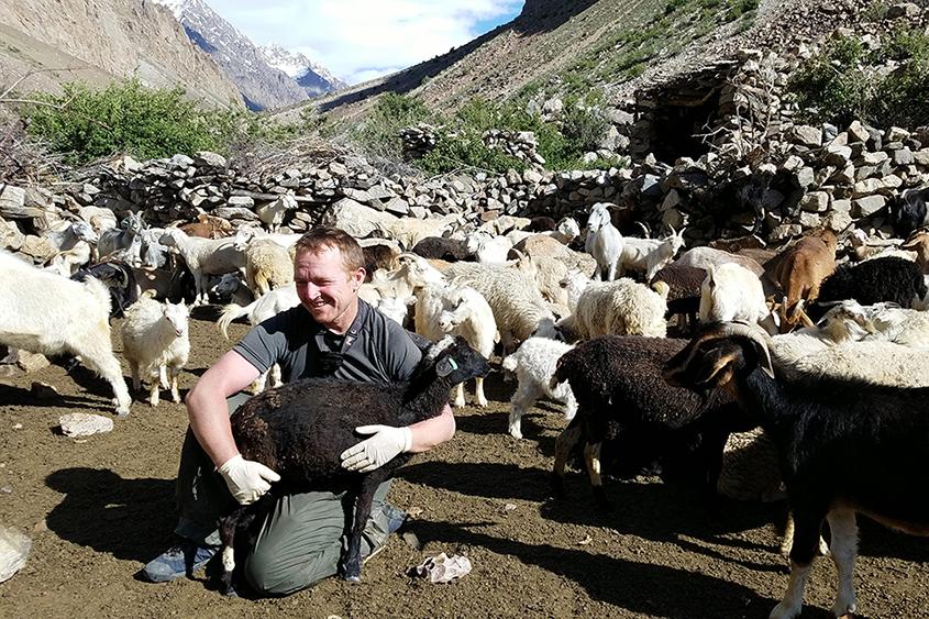 Dr. Martin Gilbert holding sheep in Tajikistan