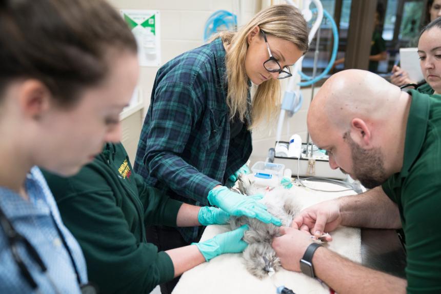 Visit to the Rosamond Gifford Zoo in Syracuse showing a silky chicken being treated by zoo veterinarian